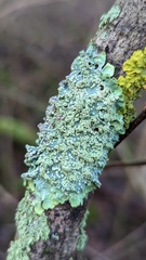 Punctelia jeckeri