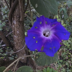Ipomoea villifera