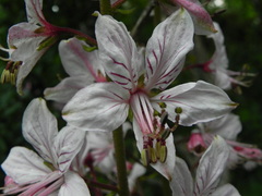 Dictamnus albus