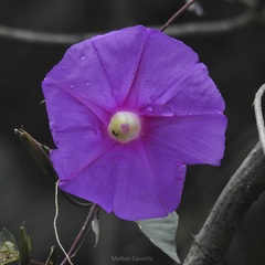 Ipomoea bernoulliana