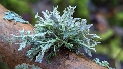 Ramalina fastigiata