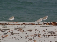 Charadrius marginatus