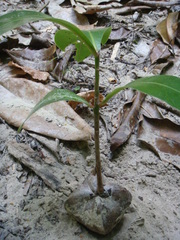 Barringtonia asiatica