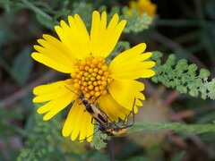 Chauliognathus scutellaris
