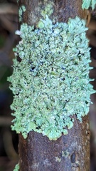 Punctelia jeckeri