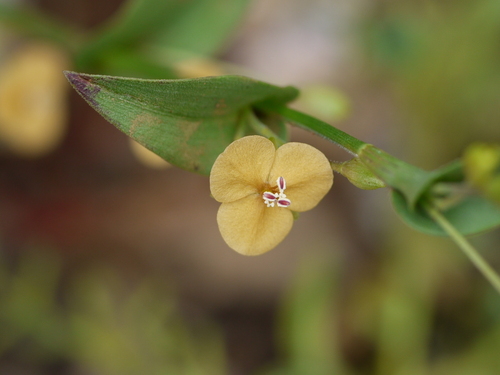 Changing Color Dewflower (Murdannia versicolor)