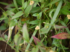 Murdannia versicolor