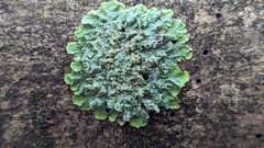 Punctelia subrudecta