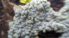 Lecanora carpinea