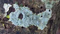 Lecanora carpinea