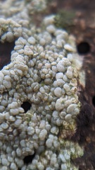 Lecanora carpinea