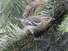 Blackburnian Warbler photo 6