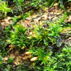 Orthotrichum pulchellum