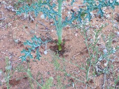 Pogonomyrmex barbatus