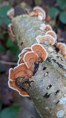 Stereum subtomentosum