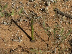 Pogonomyrmex barbatus