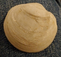 Anodontia alba