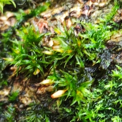 Orthotrichum pulchellum