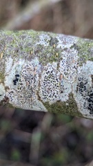 Arthonia radiata