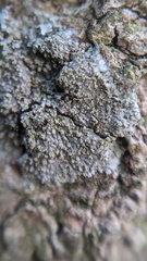 Hyperphyscia adglutinata