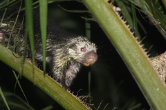 Coendou mexicanus