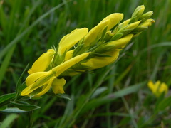 Genista tinctoria
