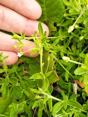Arenaria