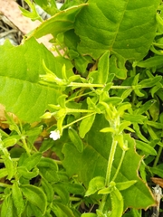 Arenaria