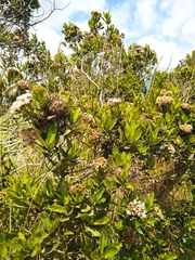 Ageratina pseudochilca