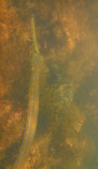 Fistularia tabacaria