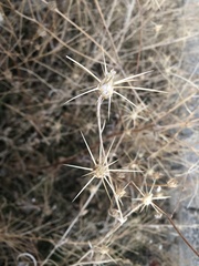 Centaurea solstitialis