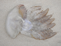 Catostylus tagi