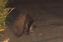 Myrmecophaga tridactyla