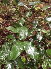 Notholithocarpus