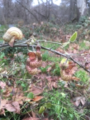 Aristolochia californica