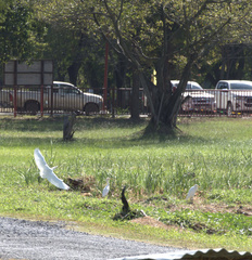 Bubulcus ibis coromandus
