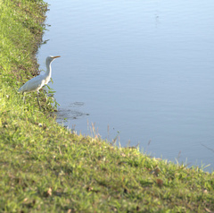 Bubulcus ibis coromandus