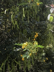 Senna multiglandulosa