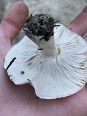 Leucopaxillus
