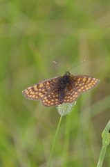 Melitaea athalia