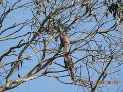 Ocyceros birostris