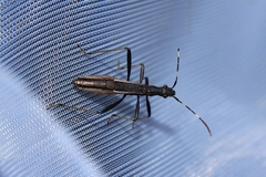 Micrelytra fossularum