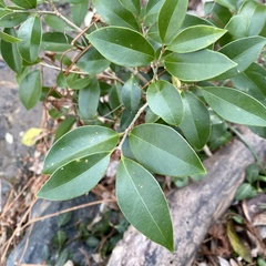 Ligustrum japonicum