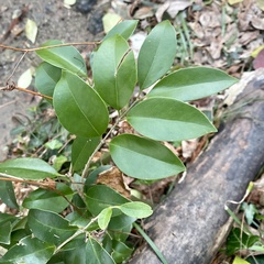 Ligustrum japonicum
