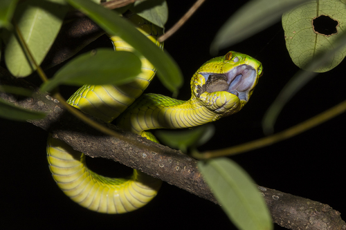 White-lipped Pit Viper