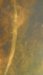 Fistularia tabacaria