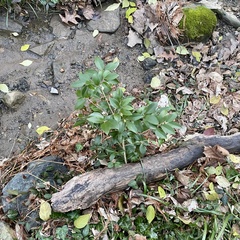 Ligustrum japonicum