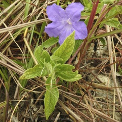 Ruellia hookeriana