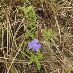 Ruellia hookeriana