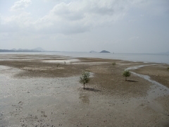 Avicennia marina